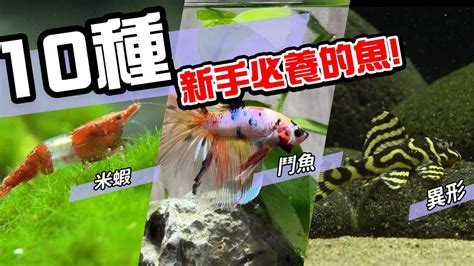 家裡養的魚|10種激推!給新手的魚~養這些!讓你告別養魚殺手~【憩魚水族】